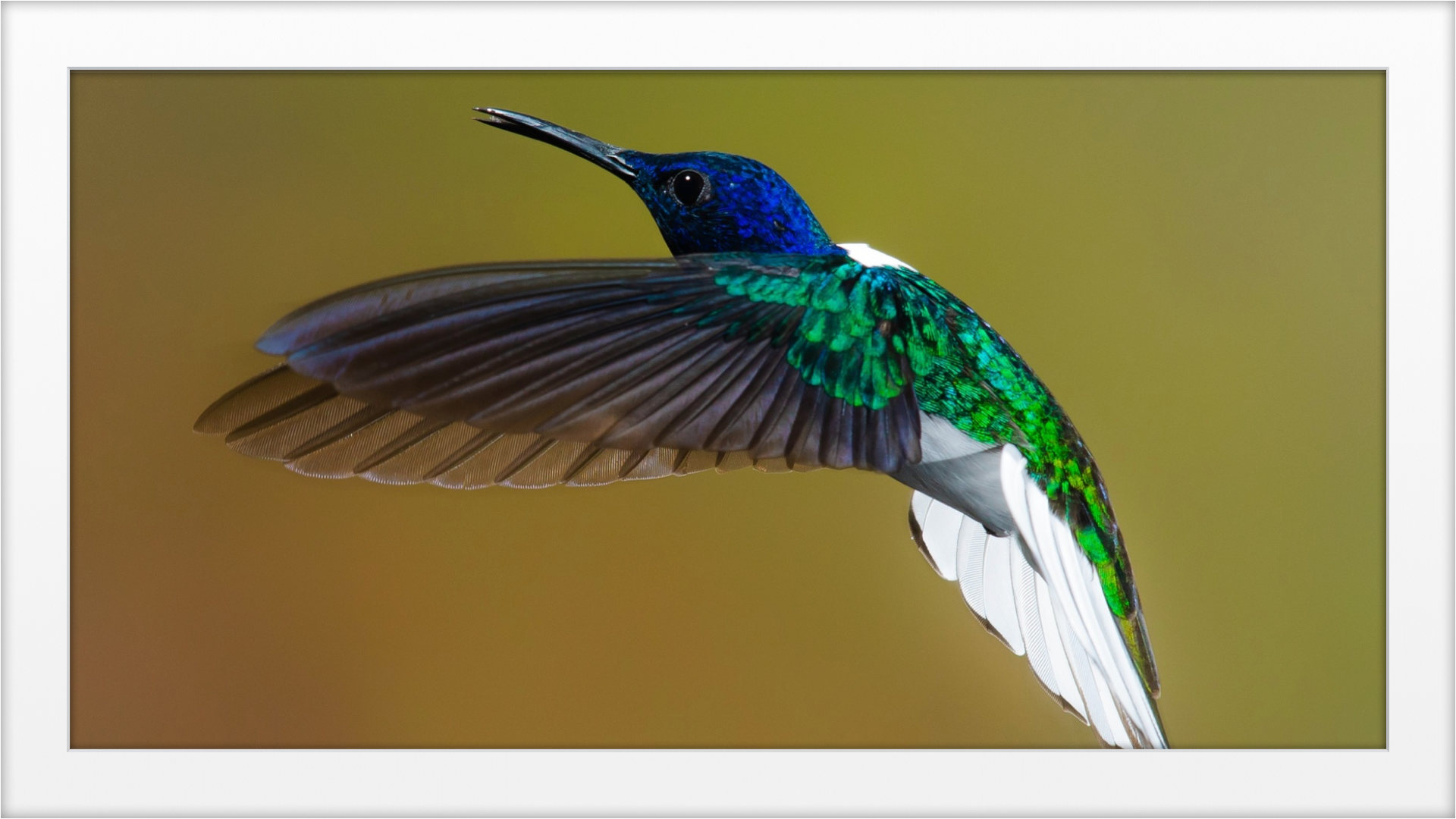 Enplug Adds Streaming Art App For Business Digital Signage, And Consumers