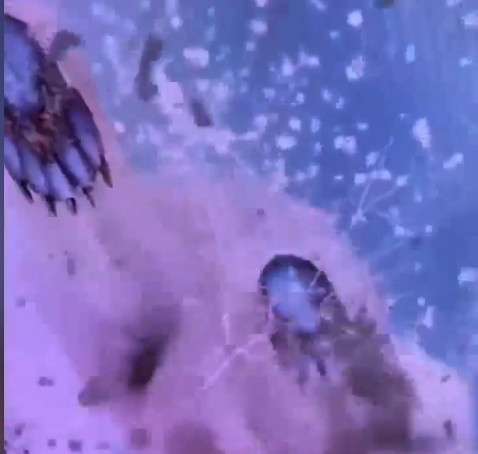 Watch A Giant Polar Bear Walk Over Crowd On Chinese Attraction’s LED Canopy